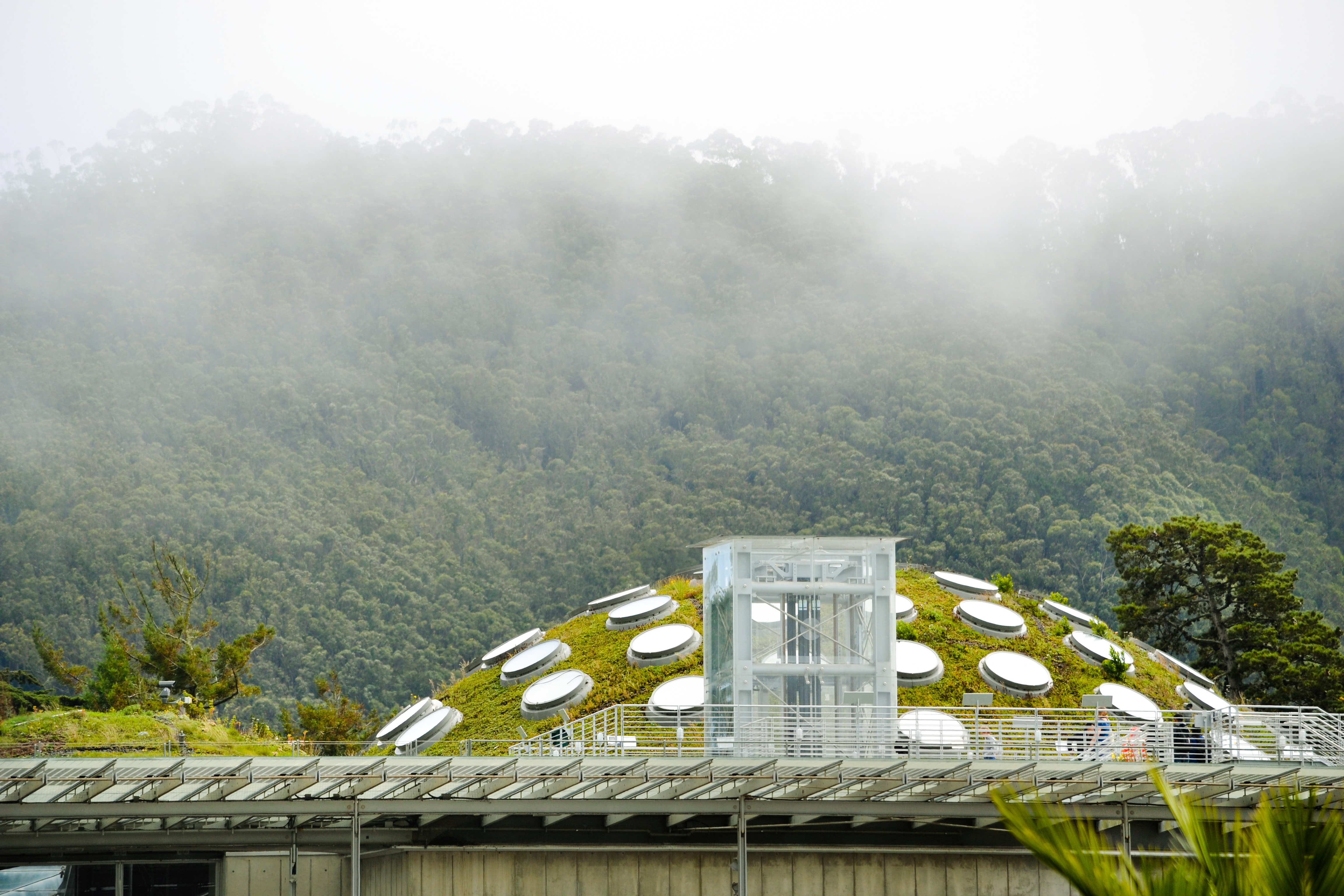 California Academy of Sciences