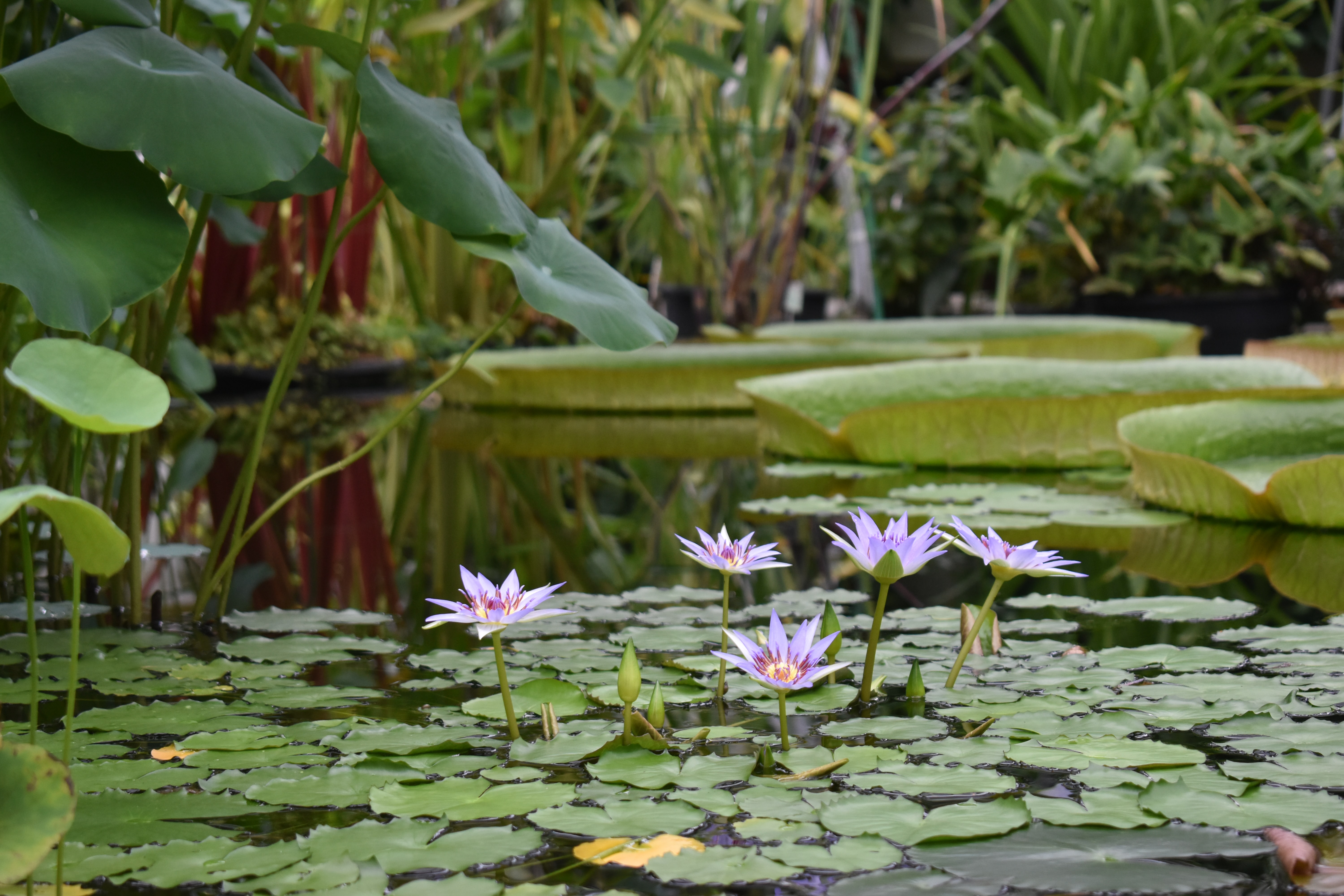 Conservatory of Flowers